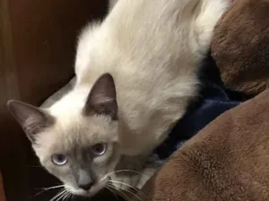 Gato raça Siamês e srd idade 7 a 11 meses nome Gatinhos