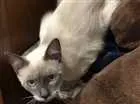Gato raça Siamês e srd idade 7 a 11 meses nome Gatinhos