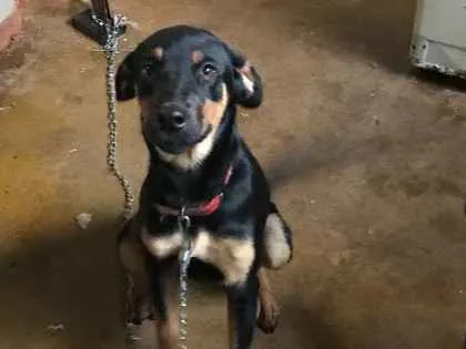 Cachorro ra a Srd idade 7 a 11 meses nome Lindy