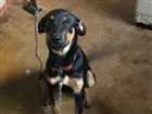 Cachorro raça Srd idade 7 a 11 meses nome Lindy