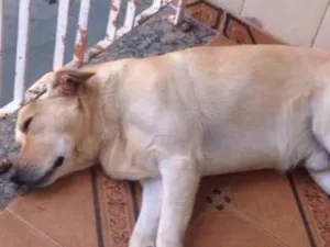 Cachorro raça Labrador  idade 3 anos nome Fred