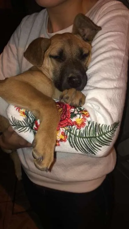 Cachorro ra a vira lata idade 2 a 6 meses nome sem nome