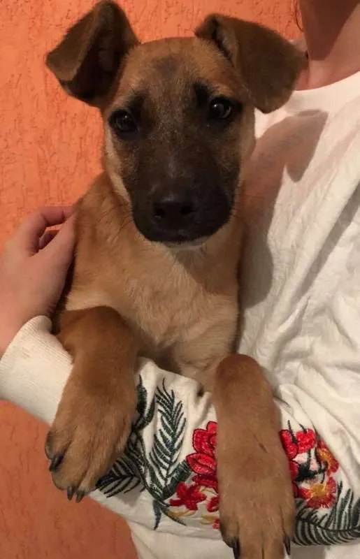 Cachorro ra a vira lata idade 2 a 6 meses nome sem nome