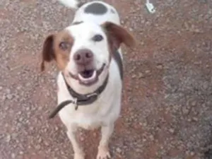 Cachorro raça vira-lata idade 6 ou mais anos nome Maylon
