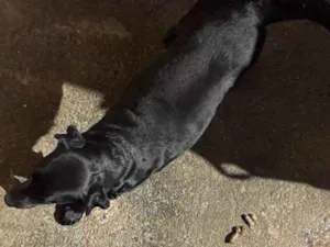 Cachorro raça Labradora idade 3 anos nome Isis