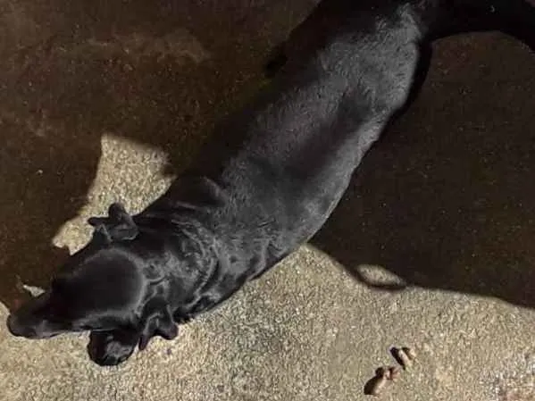 Cachorro ra a Labradora idade 3 anos nome Isis