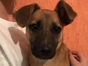 Cachorro raça vira lata idade 2 a 6 meses nome sem nome