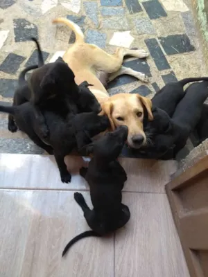 Cachorro raça Sem raça idade 2 a 6 meses nome Mel