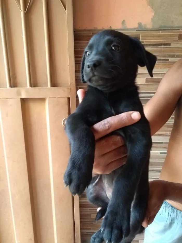 Cachorro raça Sem raça idade 2 a 6 meses nome Mel