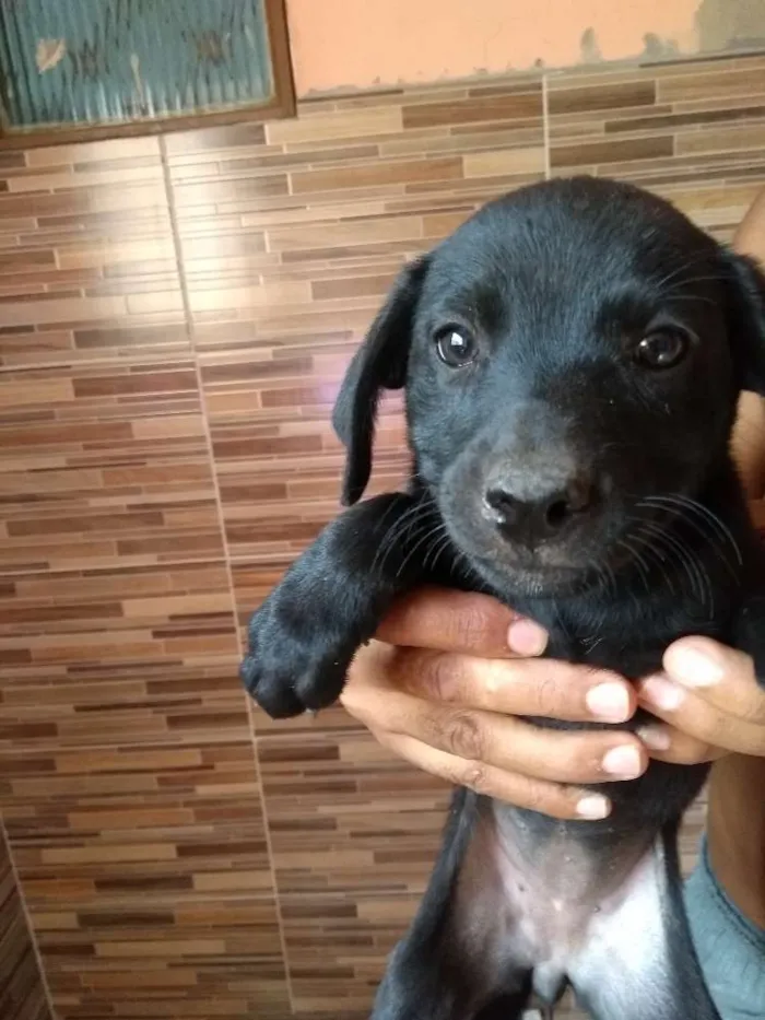 Cachorro raça Sem raça idade 2 a 6 meses nome Mel