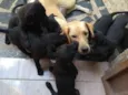 Mel