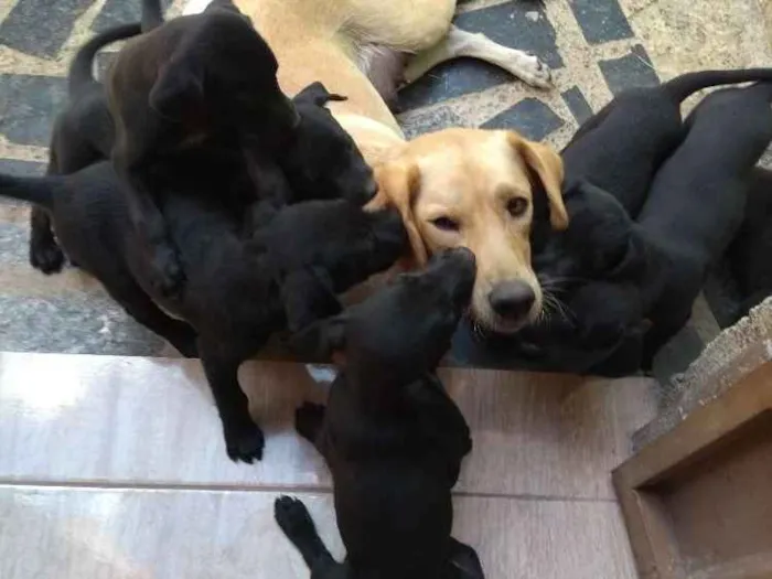 Cachorro raça Sem raça idade 2 a 6 meses nome Mel