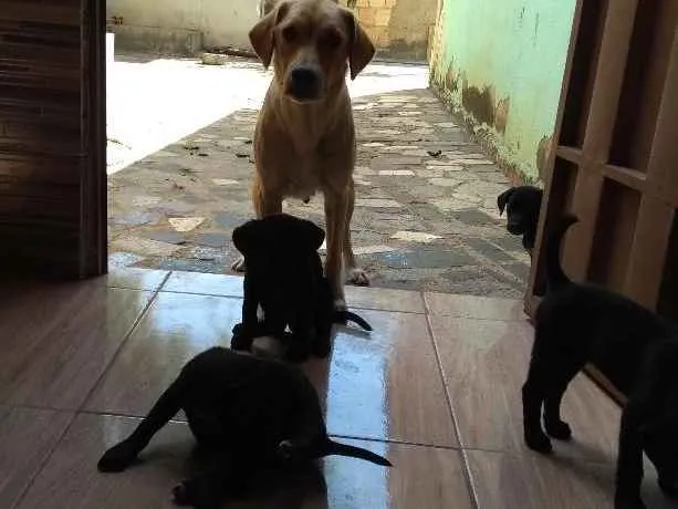 Cachorro raça Sem raça idade 2 a 6 meses nome Mel