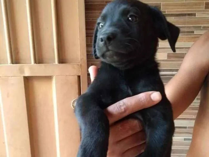Cachorro raça Sem raça idade 2 a 6 meses nome Mel
