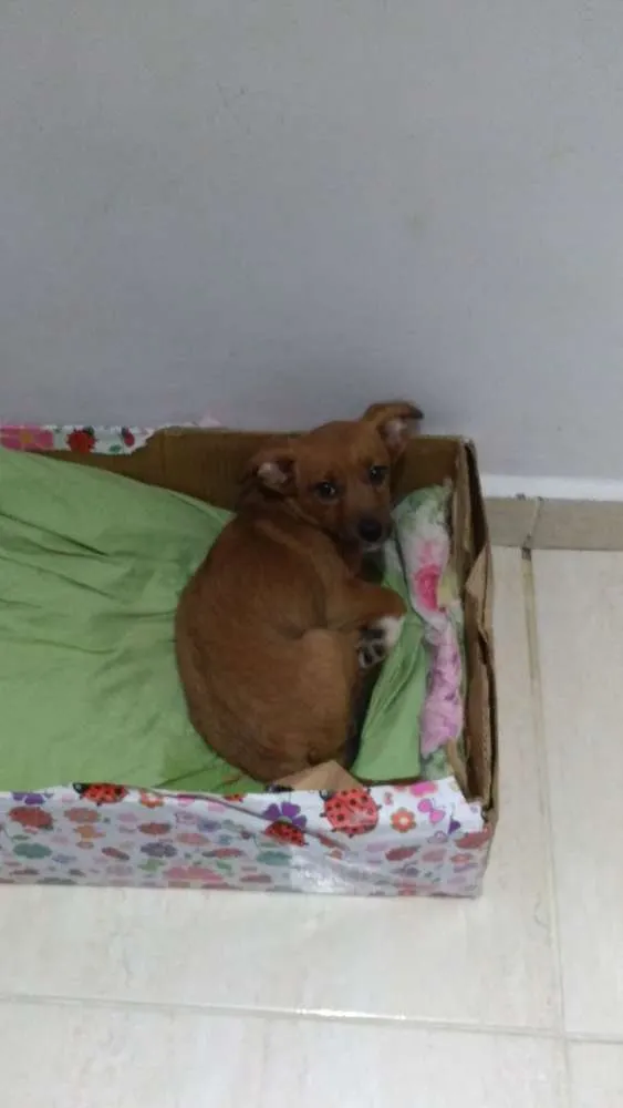 Cachorro ra a  idade  nome Charlotte