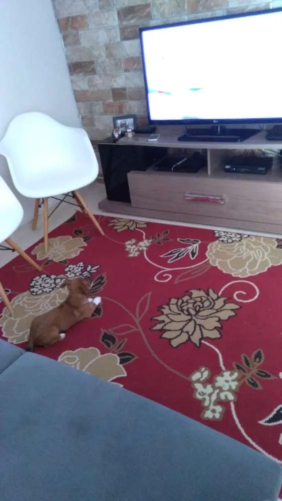Cachorro ra a  idade  nome Charlotte