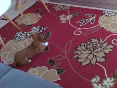 Cachorro ra a  idade  nome Charlotte