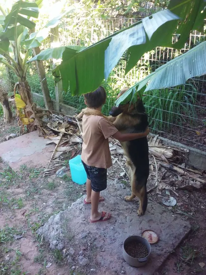 Cachorro ra a Pastor alemao idade 1 ano nome Paco