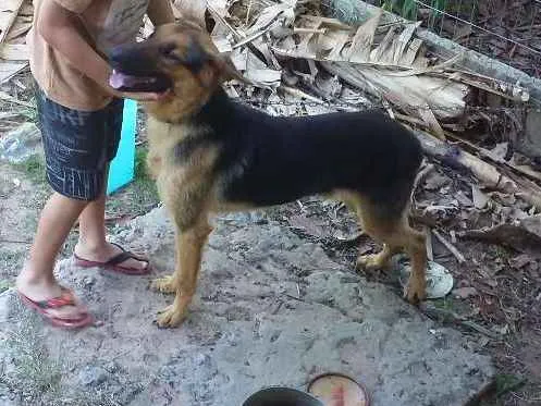 Cachorro ra a Pastor alemao idade 1 ano nome Paco