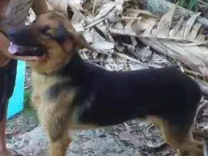 Cachorro raça Pastor alemao idade 1 ano nome Paco