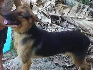 Cachorro ra a Pastor alemao idade 1 ano nome Paco