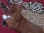 Cachorro ra a  idade  nome Charlotte