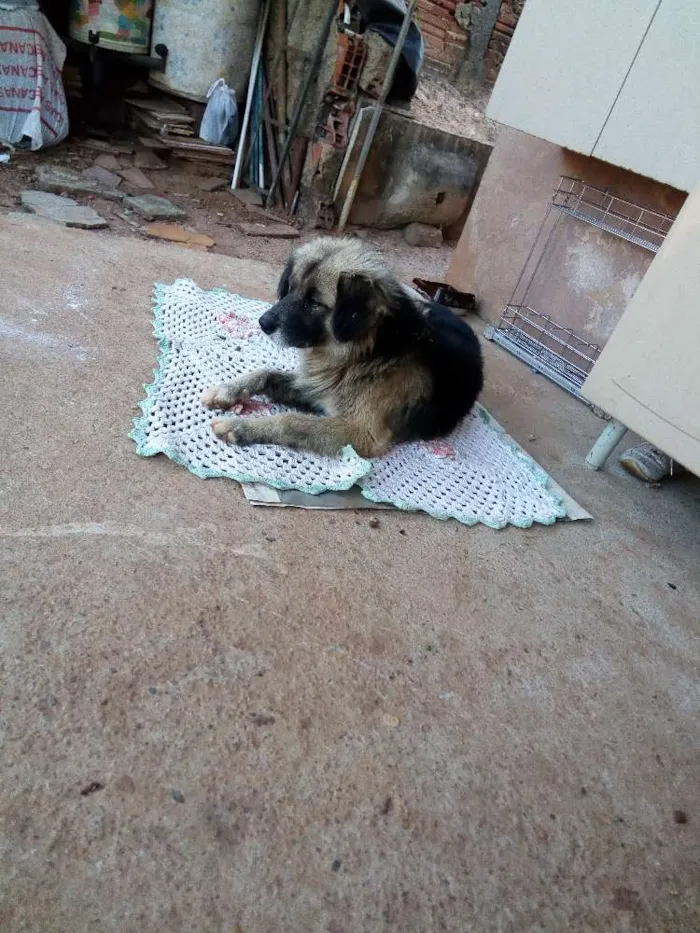 Cachorro ra a Pastor alemão misto idade 3 anos nome Sten