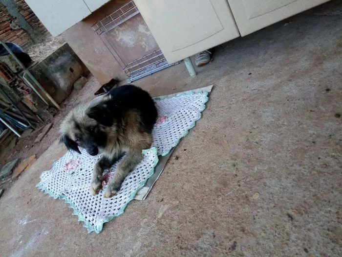 Cachorro ra a Pastor alemão misto idade 3 anos nome Sten