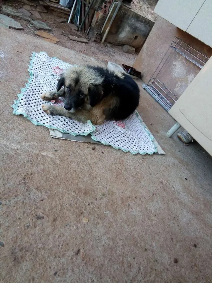 Cachorro ra a Pastor alemão misto idade 3 anos nome Sten