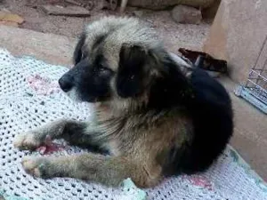Cachorro raça Pastor alemão misto idade 3 anos nome Sten