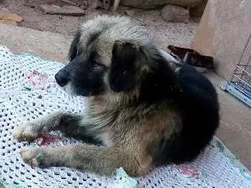 Cachorro ra a Pastor alemão misto idade 3 anos nome Sten