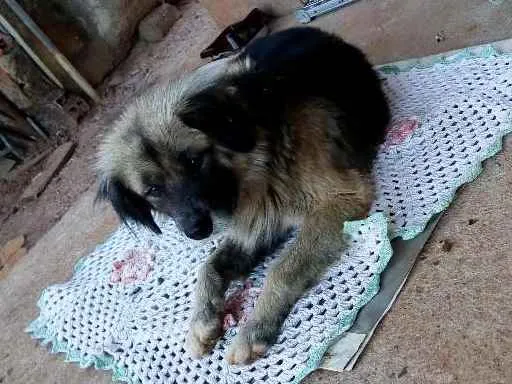 Cachorro ra a Pastor alemão misto idade 3 anos nome Sten
