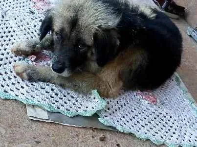 Cachorro ra a Pastor alemão misto idade 3 anos nome Sten