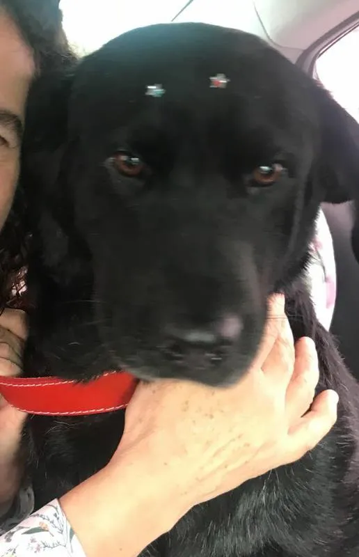 Cachorro ra a Labradora idade 6 ou mais anos nome Preta