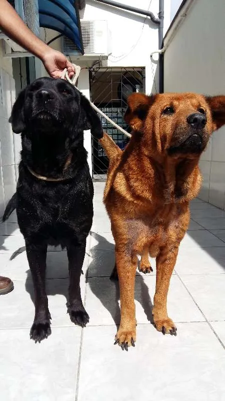 Cachorro ra a Chow Chow idade 6 ou mais anos nome Marrom