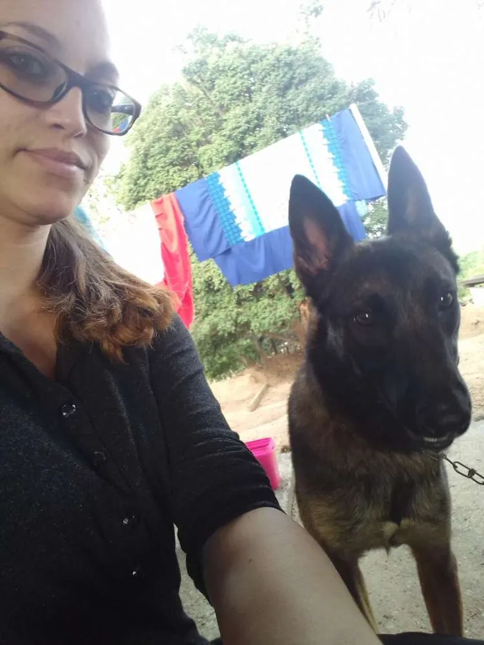 Cachorro raça Pastor Belga idade 1 ano nome Denner