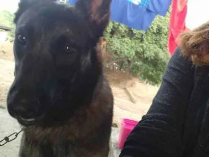 Cachorro raça Pastor Belga idade 1 ano nome Denner