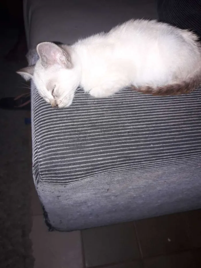 Gato ra a Siamês idade 2 a 6 meses nome Branquinha