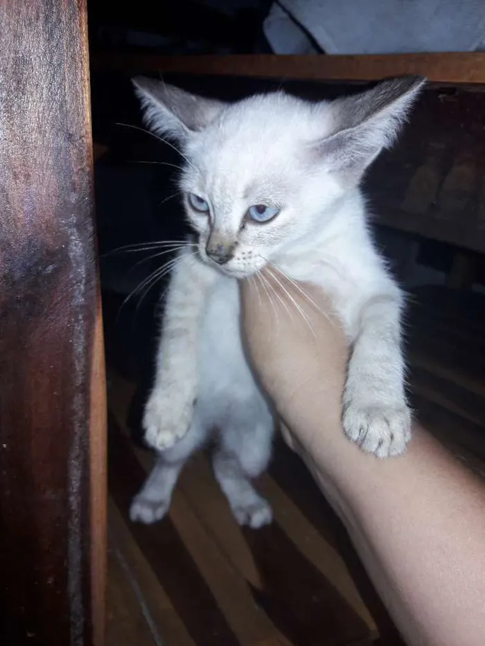 Gato ra a Siamês idade 2 a 6 meses nome Branquinha