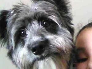 Cachorro raça sem raça definida idade 2 anos nome Max e Cristal