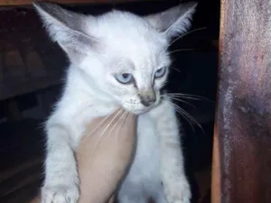 Gato raça Siamês idade 2 a 6 meses nome Branquinha