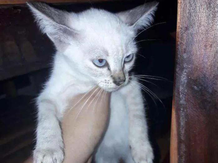 Gato ra a Siamês idade 2 a 6 meses nome Branquinha