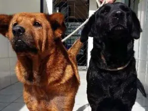 Cachorro raça Chow Chow idade 6 ou mais anos nome Marrom