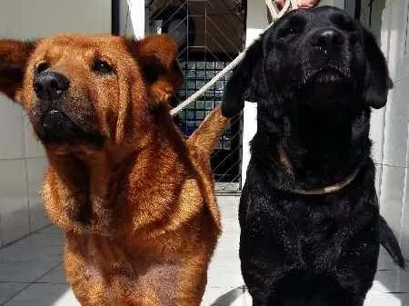 Cachorro ra a Chow Chow idade 6 ou mais anos nome Marrom