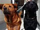 Cachorro raça Chow Chow idade 6 ou mais anos nome Marrom