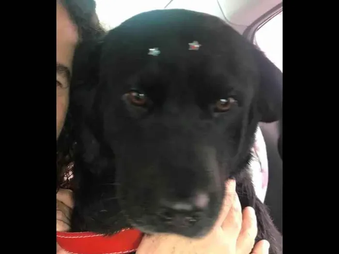 Cachorro ra a Labradora idade 6 ou mais anos nome Preta