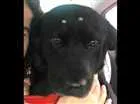 Cachorro raça Labradora idade 6 ou mais anos nome Preta