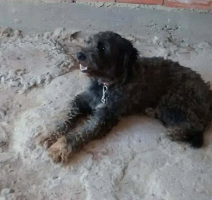 Cachorro raça poodle idade 6 ou mais anos nome Kiara 
