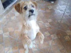 Cachorro raça SRD idade 1 ano nome Bily