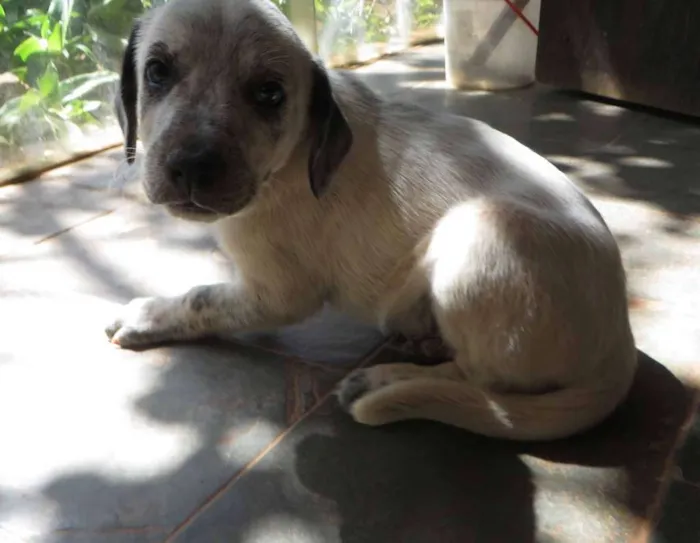 Cachorro ra a SRD idade 2 a 6 meses nome Fofão